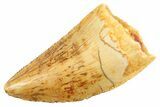 Serrated Raptor Tooth - Real Dinosaur Tooth #347066-1